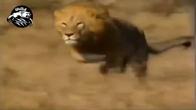 Лев против Гепарда Лучшие атаки смотреть онлайн