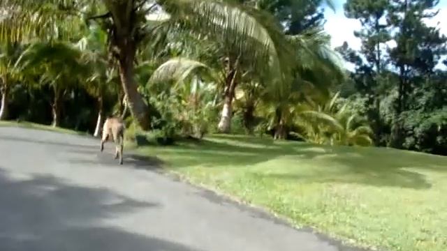 How many dogs fit in a Ford Explorer? смотреть онлайн
