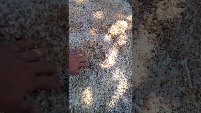 Павловния мульчирование. смотреть онлайн