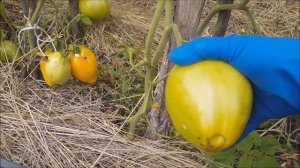 ТОМАТ МЕДОВЫЙ СПАС