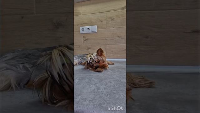 Йорк Мия и её история выздоровления 🥰Огэт, стерилизация #ушаковдмитрий @Zoovetdoctor смотреть онлайн