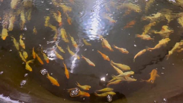 Ben‘s Koi! Wie haben sich seine Asagi entwickelt?! Zu Besuch im Dezember. смотреть онлайн
