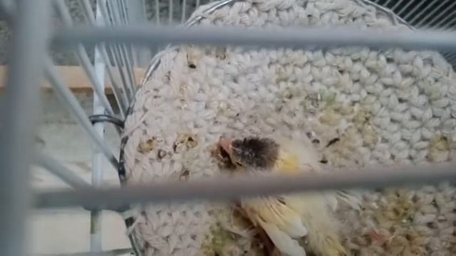 Как растет птенец чубатых канареек.