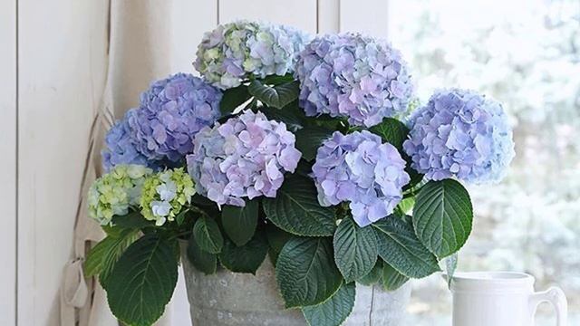 Гортензия комнатная уход в домашних условиях