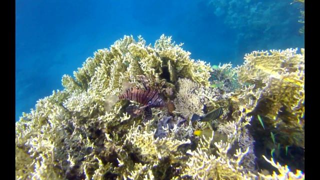 Рыба-крылатка, сноркелинг, красное море, Египет смотреть онлайн