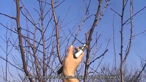 Абрикос Медовый