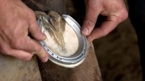 Зачем лошадям подковы? Зачем нужны подковы лошадям?