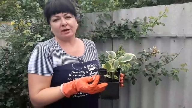 Новинки хост в моем саду: хоста Lakeside Paisley Print и хоста Paisley Border!