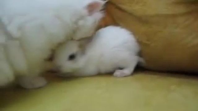 Белый котенок и белый кролик. Очень смешное видео смотреть онлайн