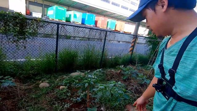 ANO ANG HALAGA NG MGA TUYONG DAMO SA ATING HALAMAN?/UNANG HARVEST SA GITNA NG PANDEMIC/BUHAY OFW смотреть онлайн