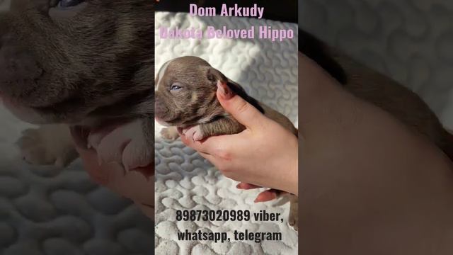 Наша доча Дакота-Бегемотовна😍 Американский булли покет/микро💪 Бронь🥰 Дочь Чили&Хан❤ смотреть онлайн