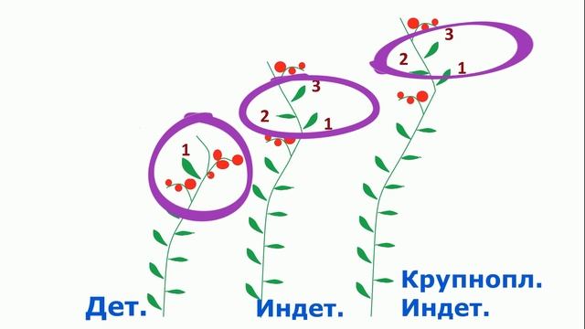 С чего начинается урожай помидоров? смотреть онлайн