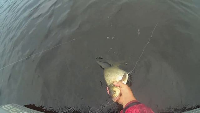 Ловля леща на кольцо (бешеный клев) смотреть онлайн