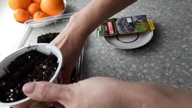 БАКОПА АМПЕЛЬНАЯ как вырастить из СЕМЯН. Вегетативная бакопа. смотреть онлайн