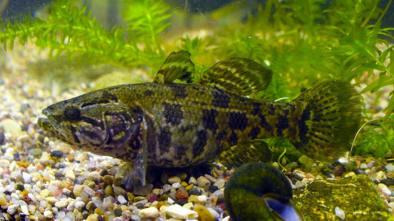 Кормление речных рыб в аквариуме! Ротаны в аквариуме смотреть онлайн