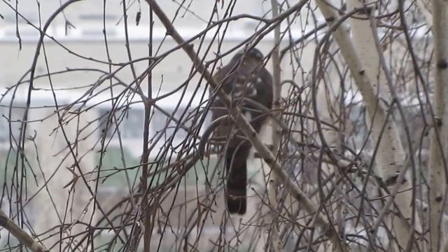 ястреб перепелятник за окном смотреть онлайн