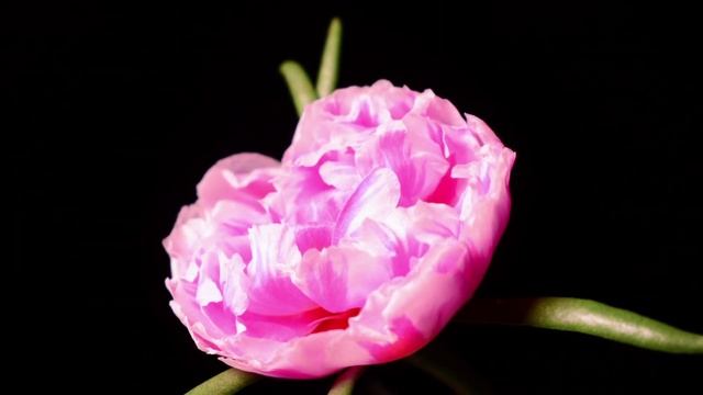 Красивые цветы распускаются под музыку | music for the soul, flowers bloom смотреть онлайн