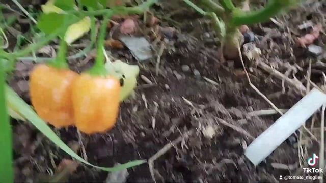 Жгучий перец Аджи манго . Буду выкапывать на вторую зимовку . смотреть онлайн