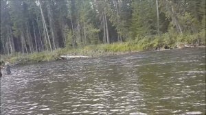 Рыбалка и сплав по реке Киренга .Ленок ,Хариус.