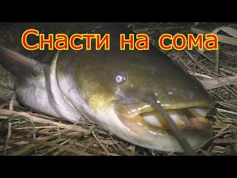 Ловля сома на куриную печень и как сделать снасть. смотреть онлайн