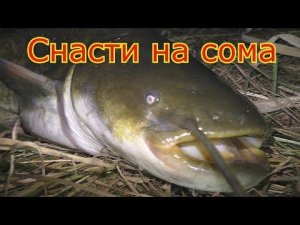 Ловля сома на куриную печень и как сделать снасть.