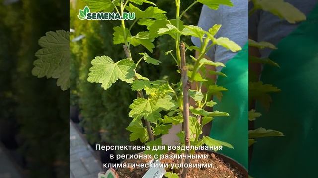 Смородина Уральская красавица смотреть онлайн