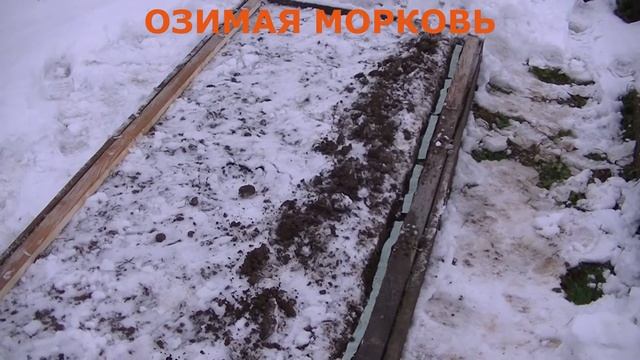 Озимая морковь. Сажаем морковь Лагуна F1 в конце ноября. Неорганическая мульча. #2 2020 смотреть онлайн