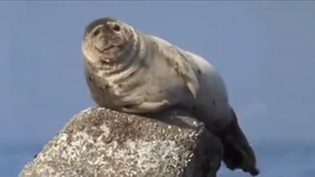 Тюлень икает. смотреть онлайн