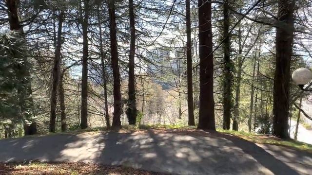 ДЕНДРАРИЙ В СОЧИ / ЖАРА ПЕЛИКАН ЛЮДИ ЛЕБЕДИ / ОТДЫХ В СОЧИ смотреть онлайн