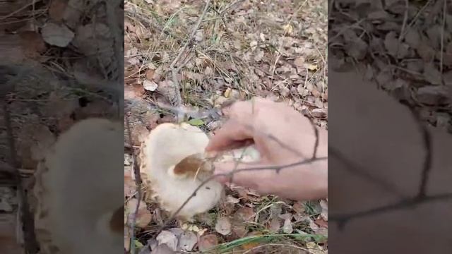 Такого мы еще в своей жизни не видели/Сказка в осиновом лесу/Грибники шокированы урожаем смотреть онлайн