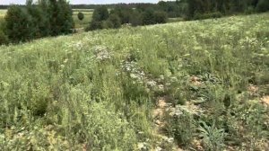 МОРДОВНИК, что это за медонос такой