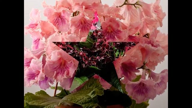 Мои любимые цветы стрептокарпусы смотреть онлайн