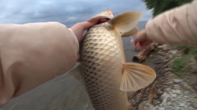 НА МОТОЦИКЛЕ НА РЫБАЛКУ ЗА САЗАНАМИ! SHARMAX EXPERT PRO 280 рыбалка смотреть онлайн