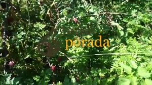 мои отзывы о диплоидной сливе алыче глобус