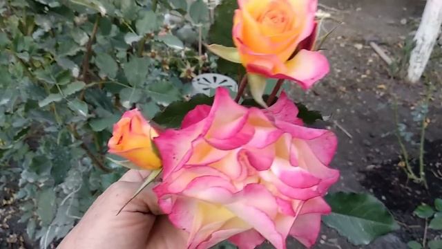 Лучшие розы для сада. Шрабы. смотреть онлайн