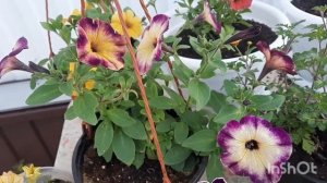 Вегетативные петунии сортов Moonstruck и Рим Маджента