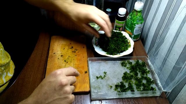 Как высаживать яванский мох Java Moss / How to plant java moss Java Moss смотреть онлайн