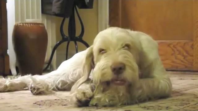 Spinone Italiano—Cute Muppet Puppy смотреть онлайн