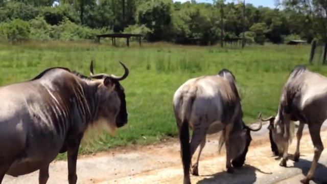 Львиное Сафари. Антилопа Гну смотреть онлайн