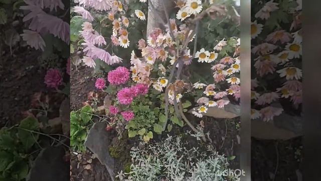 Хризантема мультифлора восени, хости восени, гейхери,гейхерели восени, медунка, брунера,ясколка... смотреть онлайн