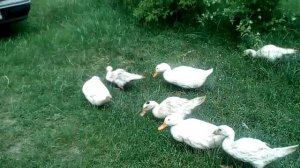 Утки мускусные  Утята Муларды. Породы уток.Самые неприхотливые утки!