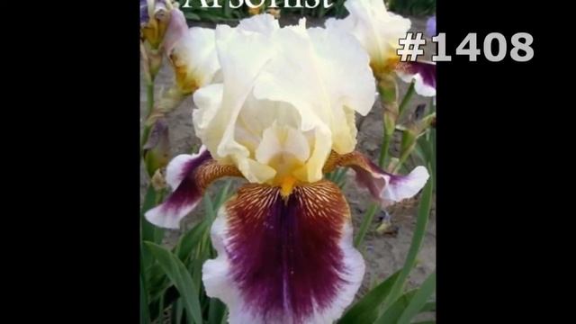 #1408. Ирисы - самые лучшие цветы смотреть онлайн