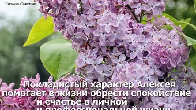 Цветок имени Алексей сирень смотреть онлайн