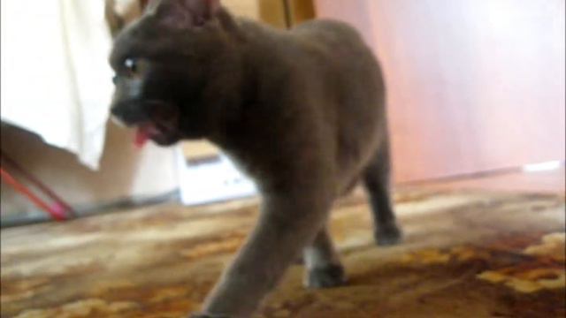 котэ устал котэ Махарадзе смотреть онлайн
