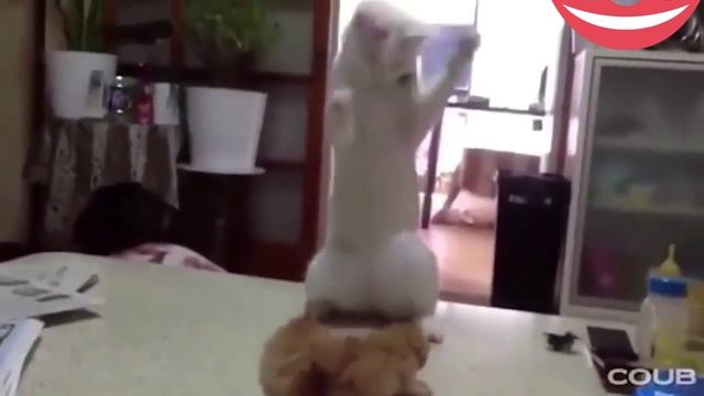 Самое смешное видео на сегодня которое Вы увидите? смотреть онлайн