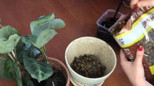 Пересадка маранты Керховена