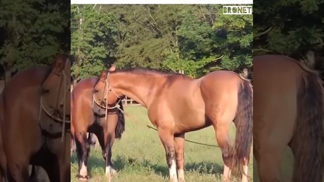 Must watch Animal mating video смотреть онлайн