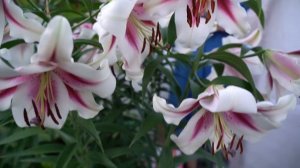 Самые красивые и огромные лилии