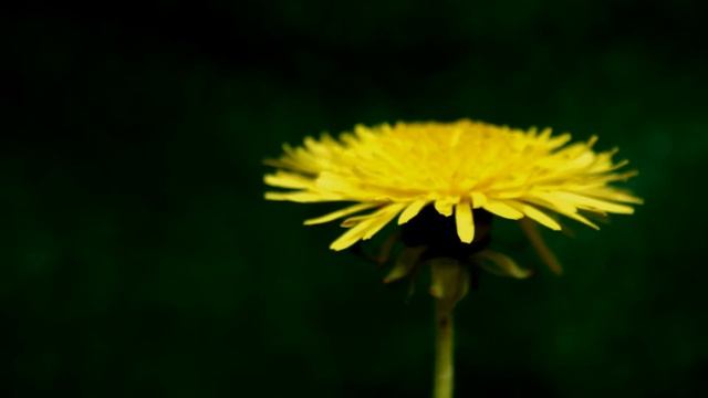 ФУТАЖ ЖЁЛТЫЙ ОДУВАНЧИК (вырезанный) смотреть онлайн