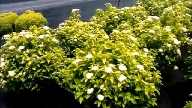 Spiraea White Gold - dwarf shrub смотреть онлайн